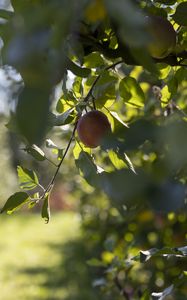 Preview wallpaper apple, fruit, leaves, branch, macro