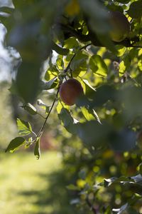 Preview wallpaper apple, fruit, leaves, branch, macro