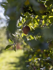 Preview wallpaper apple, fruit, leaves, branch, macro