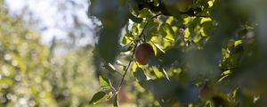 Preview wallpaper apple, fruit, leaves, branch, macro