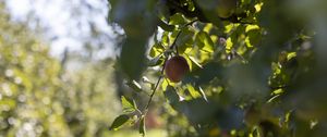 Preview wallpaper apple, fruit, leaves, branch, macro