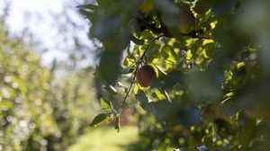 Preview wallpaper apple, fruit, leaves, branch, macro