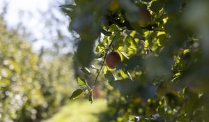 Preview wallpaper apple, fruit, leaves, branch, macro