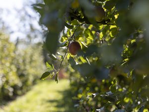 Preview wallpaper apple, fruit, leaves, branch, macro