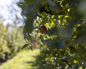 Preview wallpaper apple, fruit, leaves, branch, macro