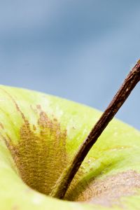 Preview wallpaper apple, fruit, macro, green