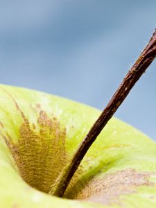 Preview wallpaper apple, fruit, macro, green