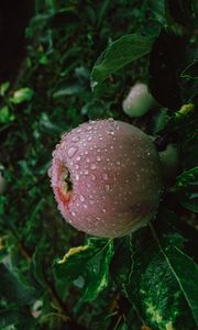 Preview wallpaper apple, fruit, wet, drops, branches