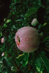 Preview wallpaper apple, fruit, wet, drops, branches