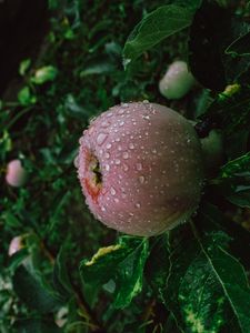 Preview wallpaper apple, fruit, wet, drops, branches