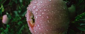 Preview wallpaper apple, fruit, wet, drops, branches