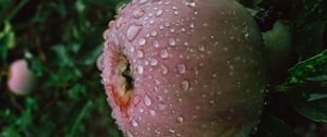 Preview wallpaper apple, fruit, wet, drops, branches