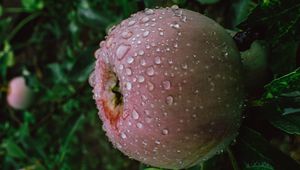 Preview wallpaper apple, fruit, wet, drops, branches