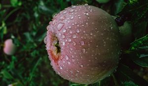 Preview wallpaper apple, fruit, wet, drops, branches