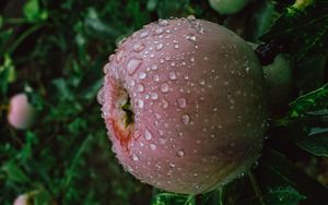 Preview wallpaper apple, fruit, wet, drops, branches