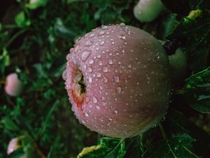 Preview wallpaper apple, fruit, wet, drops, branches