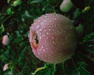 Preview wallpaper apple, fruit, wet, drops, branches