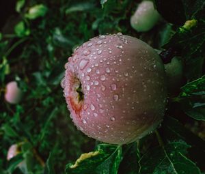 Preview wallpaper apple, fruit, wet, drops, branches