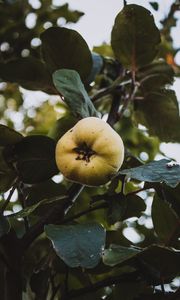 Preview wallpaper apple, garden, fruit, leaves