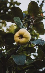 Preview wallpaper apple, garden, fruit, leaves