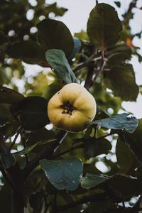 Preview wallpaper apple, garden, fruit, leaves