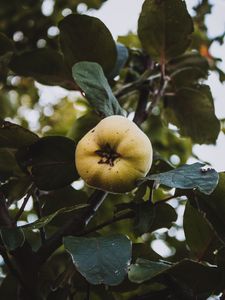 Preview wallpaper apple, garden, fruit, leaves