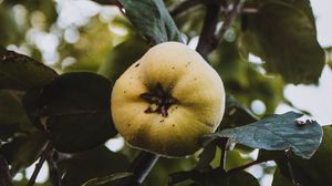 Preview wallpaper apple, garden, fruit, leaves