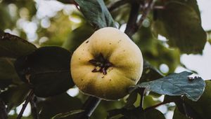 Preview wallpaper apple, garden, fruit, leaves