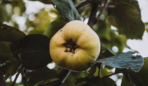 Preview wallpaper apple, garden, fruit, leaves