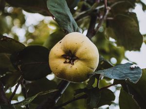 Preview wallpaper apple, garden, fruit, leaves