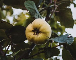 Preview wallpaper apple, garden, fruit, leaves