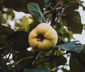 Preview wallpaper apple, garden, fruit, leaves