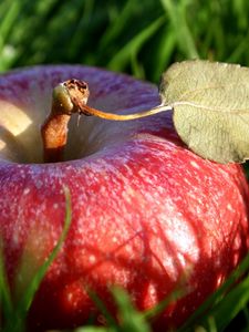 Preview wallpaper apple, grass, leaves, shade