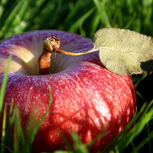 Preview wallpaper apple, grass, leaves, shade