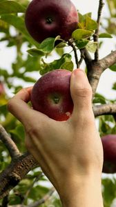 Preview wallpaper apple, hand, branch, tree