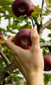 Preview wallpaper apple, hand, branch, tree