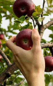 Preview wallpaper apple, hand, branch, tree