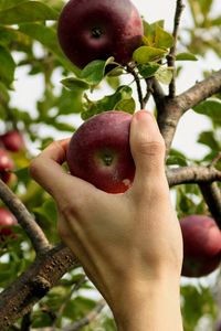 Preview wallpaper apple, hand, branch, tree
