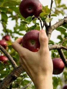 Preview wallpaper apple, hand, branch, tree