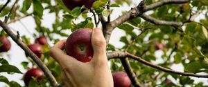 Preview wallpaper apple, hand, branch, tree