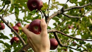 Preview wallpaper apple, hand, branch, tree