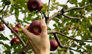 Preview wallpaper apple, hand, branch, tree