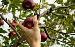 Preview wallpaper apple, hand, branch, tree