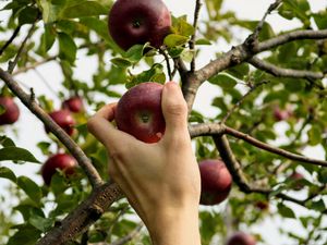 Preview wallpaper apple, hand, branch, tree