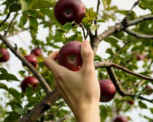 Preview wallpaper apple, hand, branch, tree