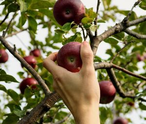 Preview wallpaper apple, hand, branch, tree