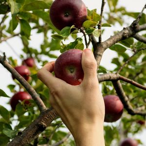 Preview wallpaper apple, hand, branch, tree