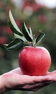 Preview wallpaper apple, hand, fruit