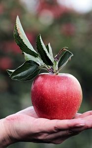 Preview wallpaper apple, hand, fruit