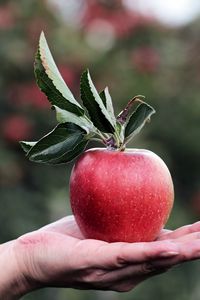 Preview wallpaper apple, hand, fruit